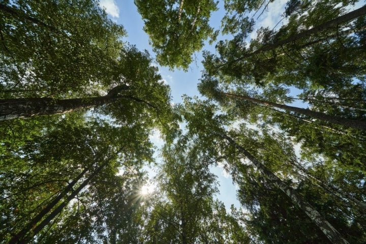 Участок 41 сот. — Резиденция Рублево